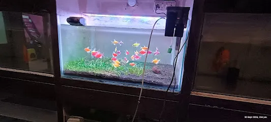 Custom Aquarium