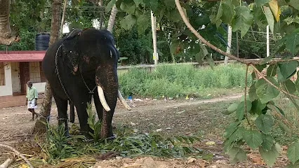 Elephant Cage Of Skandan