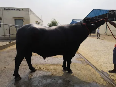 Hisar Bovine Sperm Station & Research Center