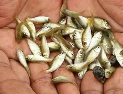 Bengal Fish Seed Supplier