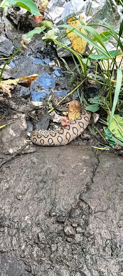 Snake Rescuer Howrah