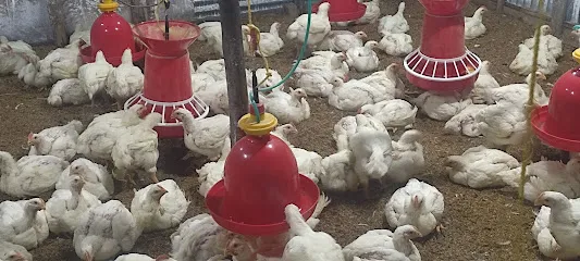 Ajit Poultry Farm