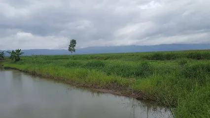 Amuba Fish Farming