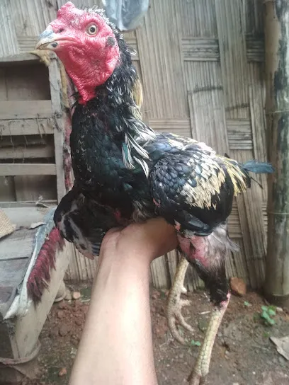 Bina Banaraja Poultry Farm