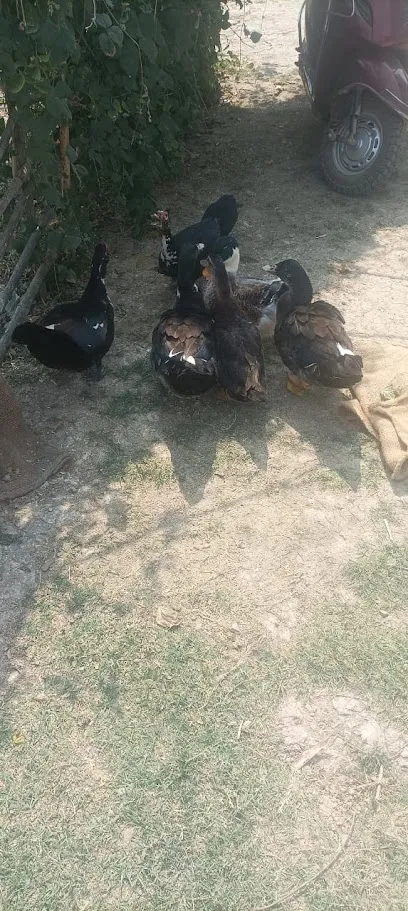 Ch Jabir Fish And Poultry Farm