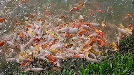 L. Ibomcha & Son's Fish Farm