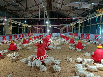 Poultry Planet Manipur