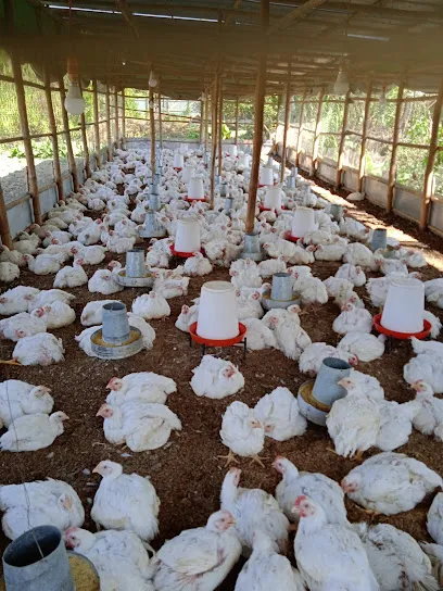 Ri Poultry Farm