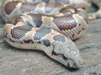 Yogi Snake Catcher Indore