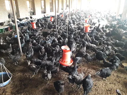 R R Poultry Farm Radhod Sa