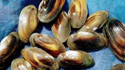 Bhoiraj Mussels & Fish Supplier S Raipur