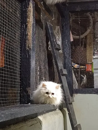 Persian Cats Nagaland