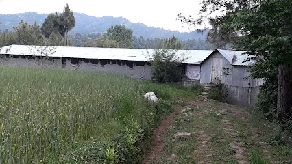 Abid & Brother's Poultry Farm Manjuma