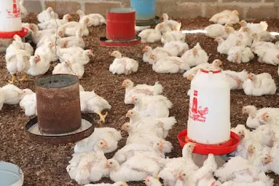 Bashir Poultry Farm