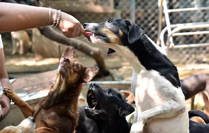 Hakhoo Street Disabled Animals Shelter Foundation Trust