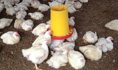 I A S Poultry Farm