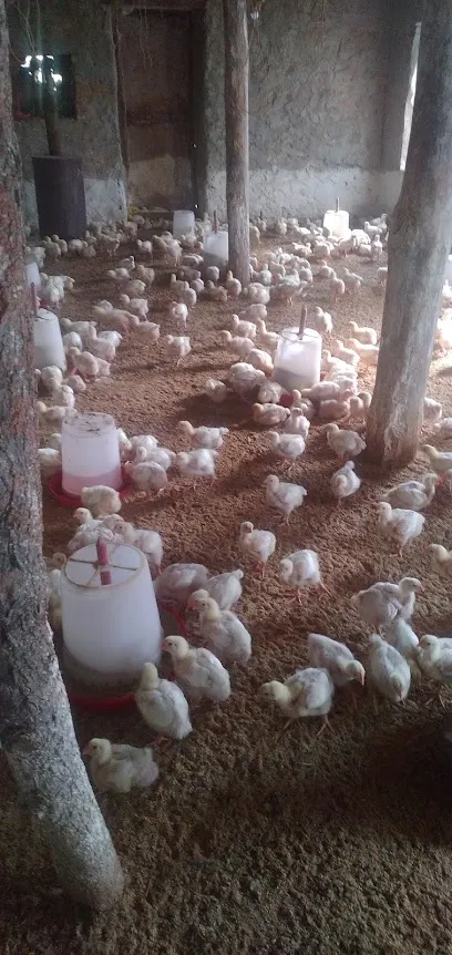 Imran Poultry Farm