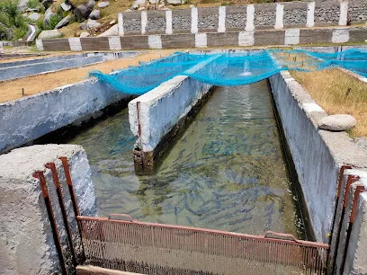 J & K Fisheries Dept. Trout Farm