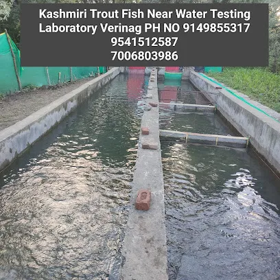 Kashmiri Trout Fish