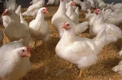 Poultry Farm