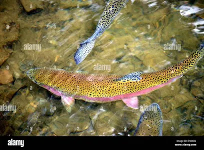 Rainbow Trout Fish Farm Laroo