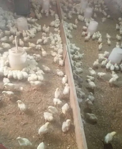 Rishu Poultry Farm