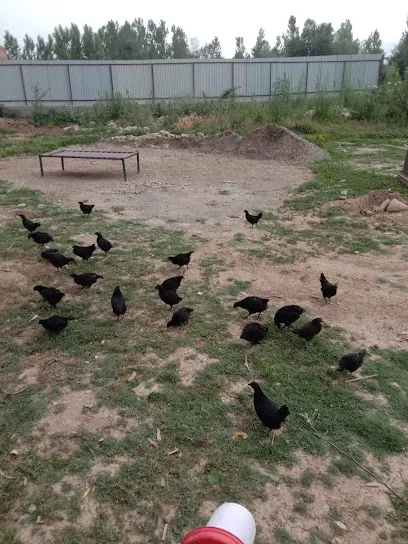 Saadat Poultry Farm