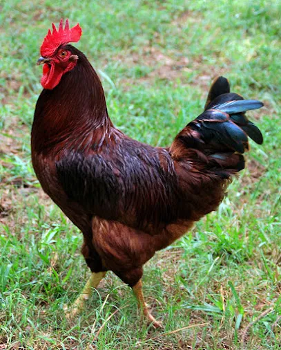 Salania Poultry Farm(Kadaknath,Rir,Sonali,Black Australorp,Ffg)