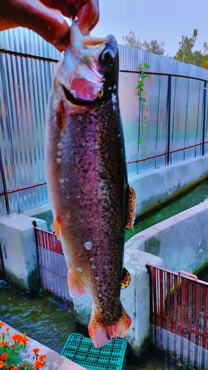 Shariyar Bilal Trout Fish Farm