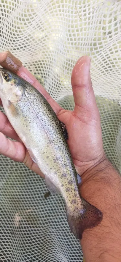 Trout Fish Farm Palyarni