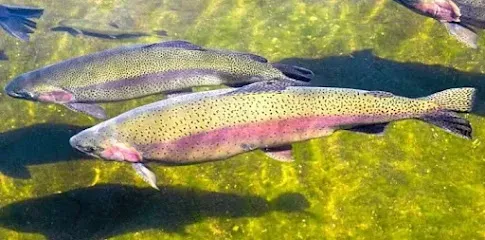 Wani Trout Fish Farm