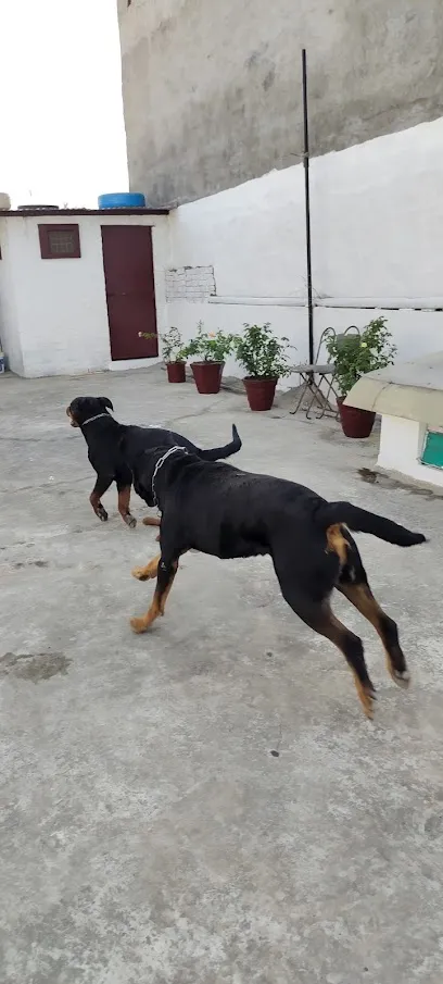 Washal Rottweilers