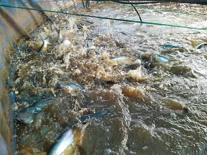 Koytur Fish Farming Jaunpur Uttar Pradesh