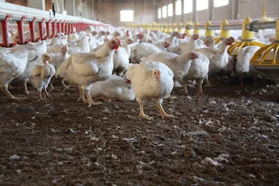 Padhan Poultry Farm