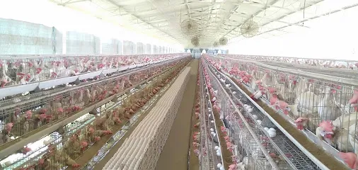 Poultry Farm