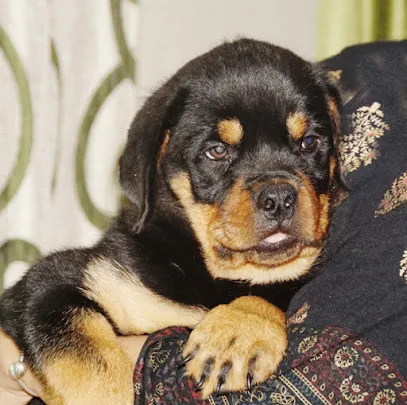 Amanrott Rottweiler