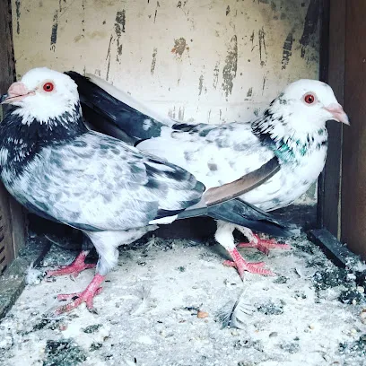 S Pigeon Loft