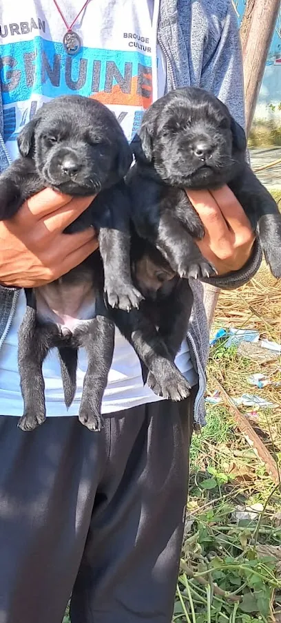 Karan Dog Kannel Kotdwar Uttarakhand