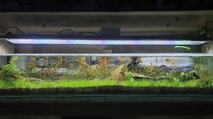 Aquaa-plantatia-the Underwater Garden