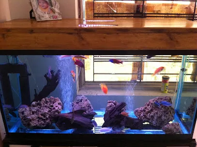 Cichlid Fish Home