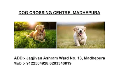 Dog Crossing Centre