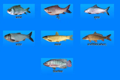 Fish Seed Supplier