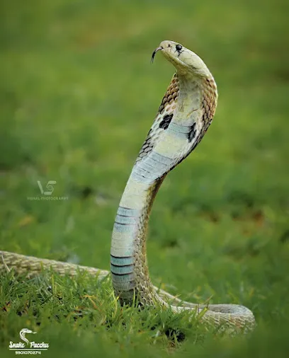 Snake Rescuer Mangalore - Snake Pacchu