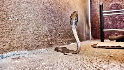 Vignesh Acharya Snake Rescuer