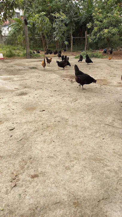 Kadak Nath Poultry Farming