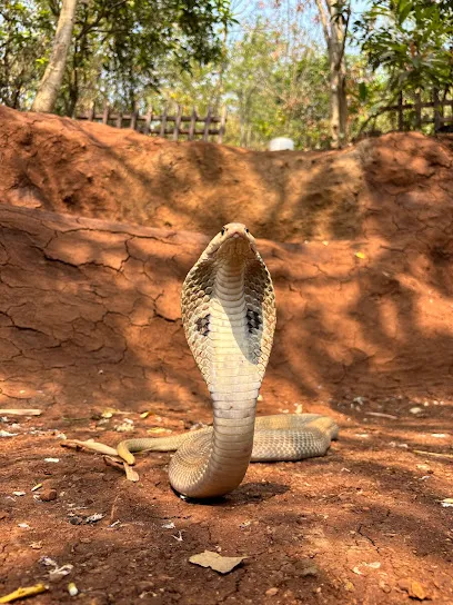 Aarey Key Foundation