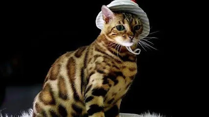 Amazing Pets Bengal Cats