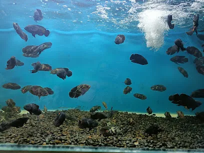 Fish Aquarium