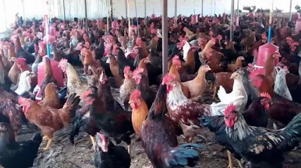 Gavran Poultry Farm