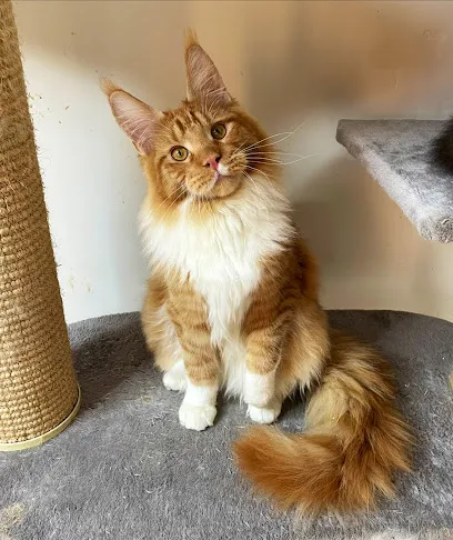 Mainecoon Cat